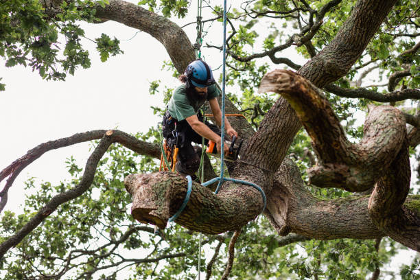 Best Utility Line Clearance  in Holdenville, OK